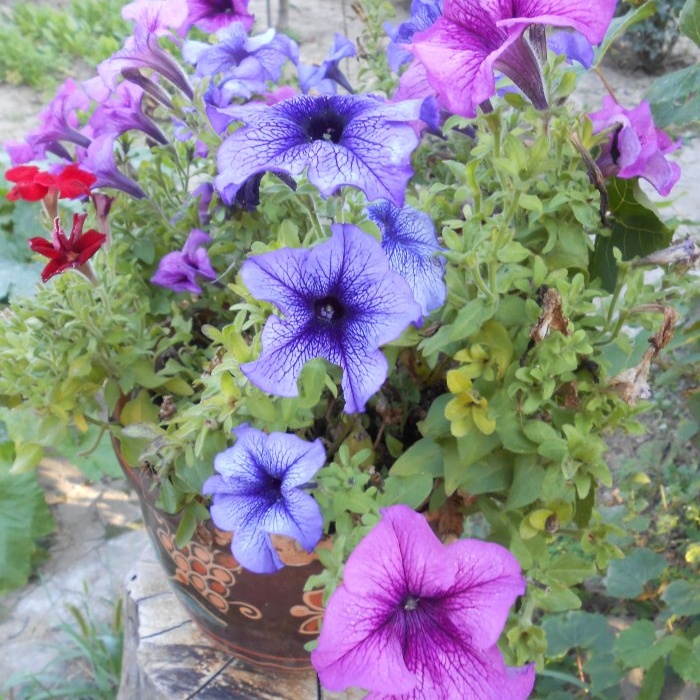 Feeding petunias to extend the flowering period in early autumn