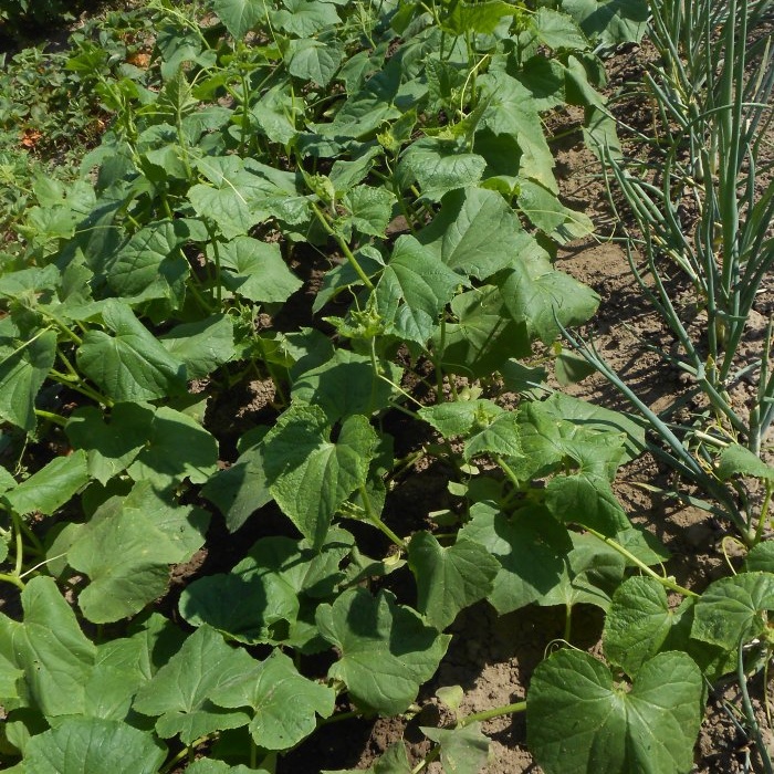 Why do cucumbers become twisted and how to prevent it?