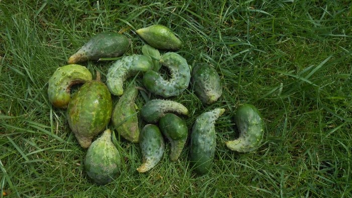 Why do cucumbers become twisted and how to prevent it?