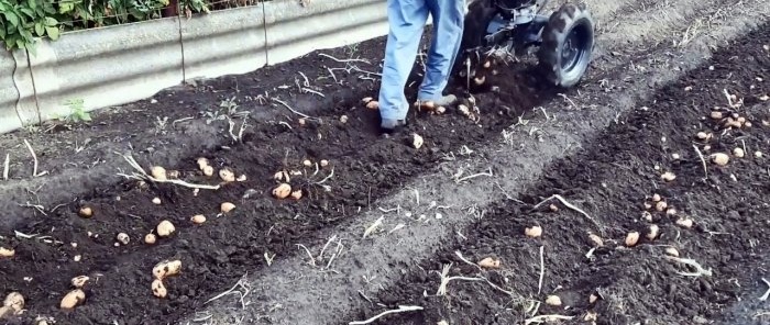 How to make a potato digger on a walk-behind tractor