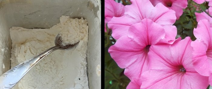 Feeding petunias to extend the flowering period in early autumn