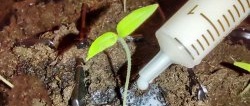 How to get strong and high-quality seedlings