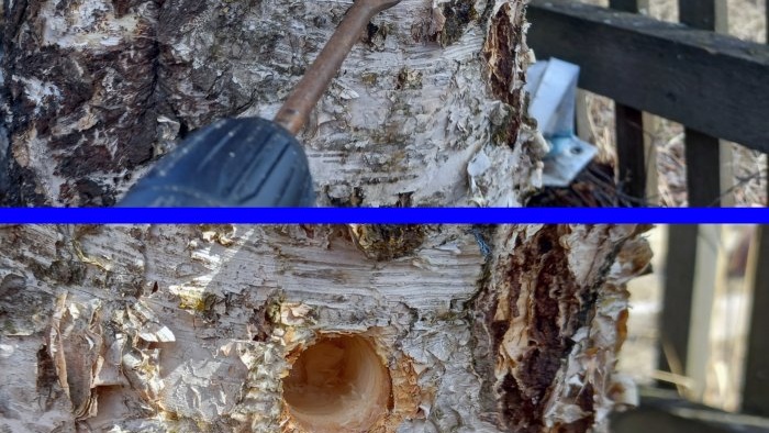 How to properly collect birch sap with minimal damage to the tree