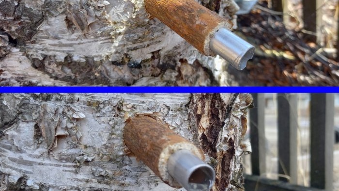 How to properly collect birch sap with minimal damage to the tree