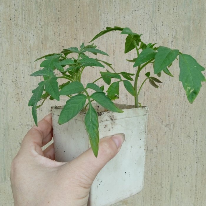 An effective growth stimulator for tomato seedlings at home