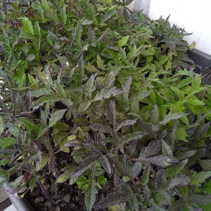 An effective growth stimulator for tomato seedlings at home