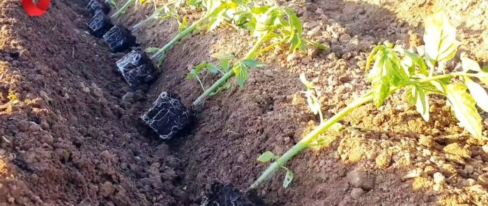 Plant a tomato this way and get a strong and healthy harvest