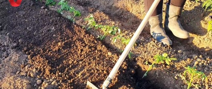 Plant a tomato this way and get a strong and healthy harvest