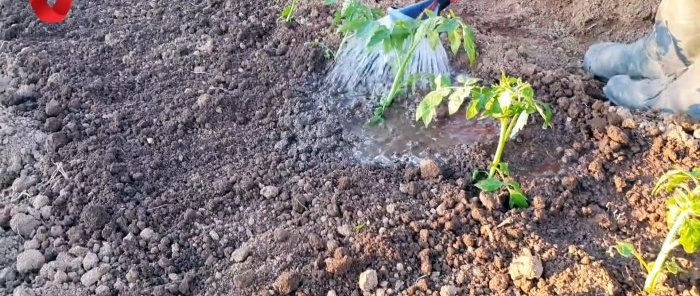 Plant a tomato this way and get a strong and healthy harvest