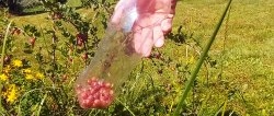 How to make PET bottles a device for safe berry picking