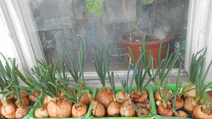 Growing onions for greens all year round mini garden on the windowsill