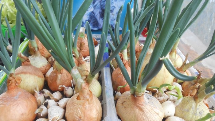 Growing onions for greens all year round mini garden on the windowsill