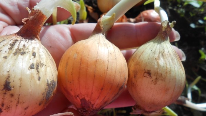 Growing onions for greens all year round mini garden on the windowsill