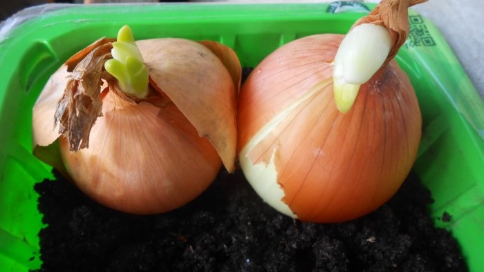 Growing onions for greens all year round mini garden on the windowsill