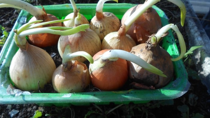 Growing onions for greens all year round mini garden on the windowsill