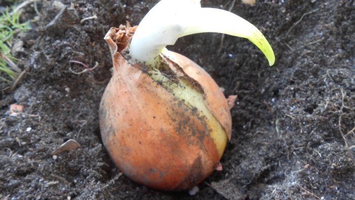 Growing onions for greens all year round mini garden on the windowsill